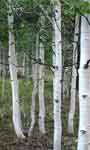 Quakey Aspen trees